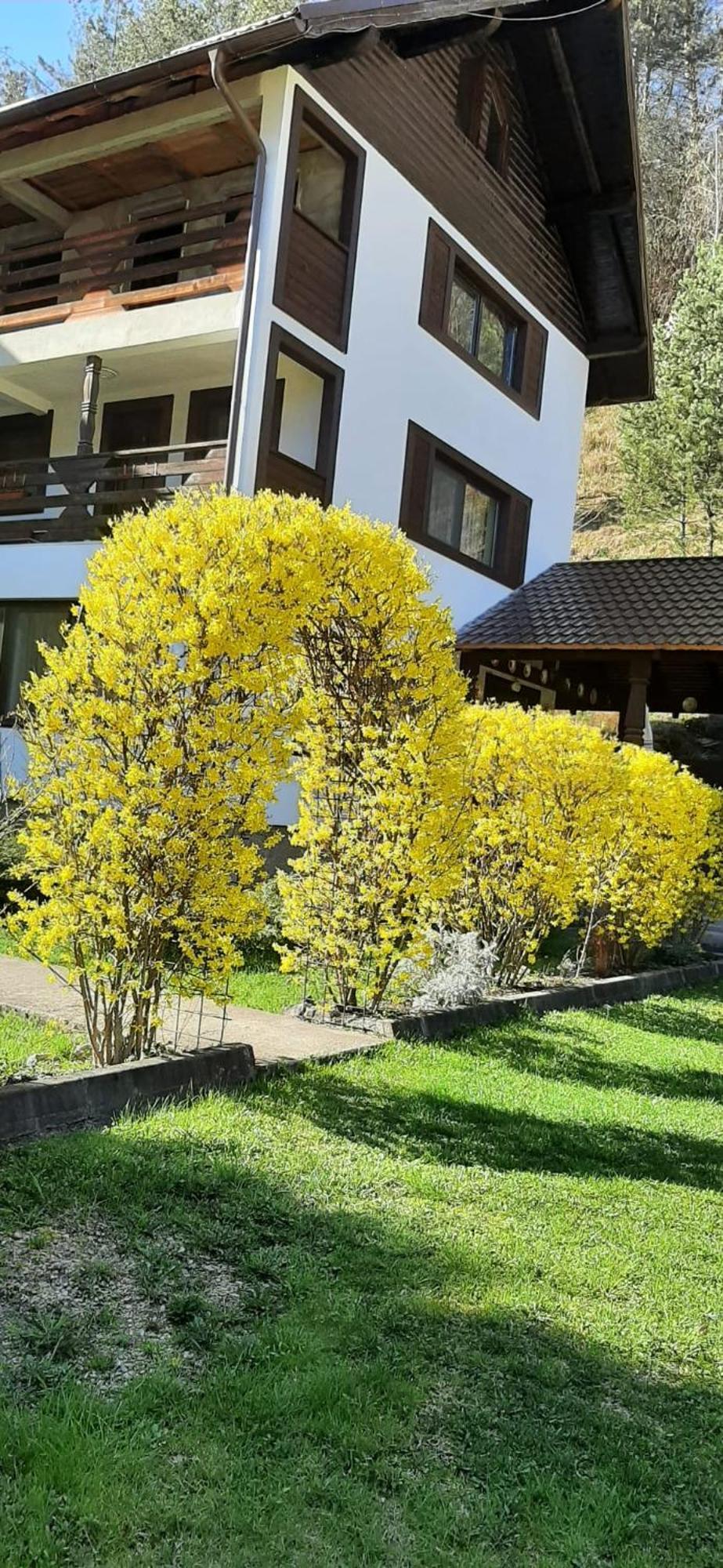 Pensiunea La Rachitele Luaran gambar